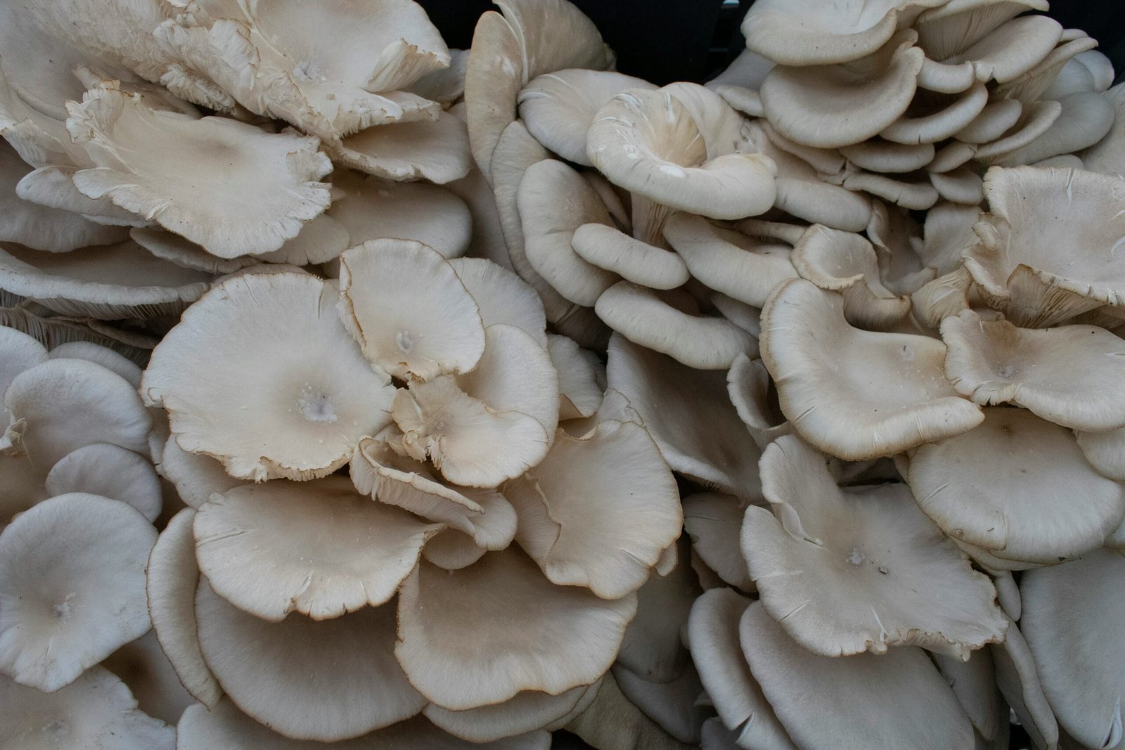 FRESH OYSTER MUSHROOM - Image 1